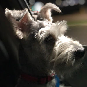 Meet your Posher, Luis